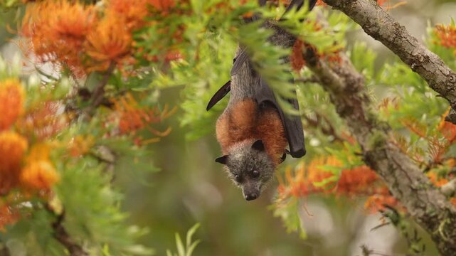 Grey-headed flying fox (Pteropus poliocephalus) bat opens his mouth hissing at an flying insect bothering him while feeding on springtime blooms of an Eucalyptus tree. Slow motion 25 percent natural