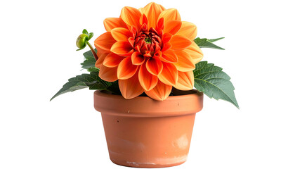 A vibrant orange dahlia blooms in a terracotta pot with green leaves and a bud