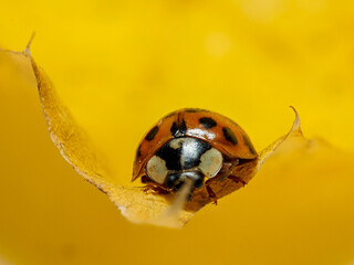 Asian beetle on leaf