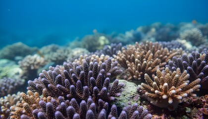 Vibrant coral reef underwater closeup, featuring branching Acropora corals in brown and purple colors against clear blue ocean background.