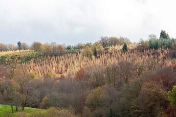 Fototapeta premium Plantations of young saplings in a reforestation program by the forestry and lumber industries for sustainable energy, Nouvelle-Aquitaine, France