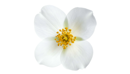 Close-up of a delicate, four-petaled white flower with yellow stamens and a dark background