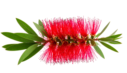 Bright red, brush-like flower with green leaves against a black background