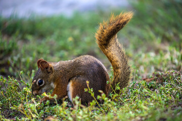 Obraz premium Red Squirrel Foraging in Grass with Raised Tail