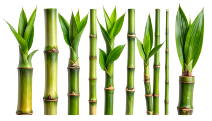Collection of lush green bamboo stalks with new shoots and vibrant leaves against black
