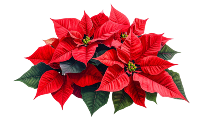 A close-up of a festive poinsettia with vibrant red bracts and green leaves, isolated