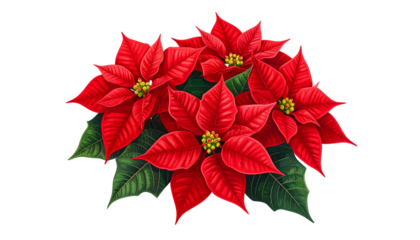 Vivid illustration of a poinsettia bouquet with red bracts and green foliage