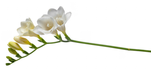 White freesia flowers on a stem green plant isolated on a transparent background