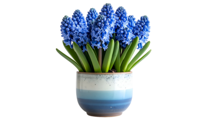 A ceramic pot holds a cluster of vibrant blue hyacinth flowers and green leaves