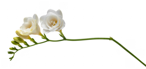 White rose flowers on a stem white roses green isolated on a transparent background
