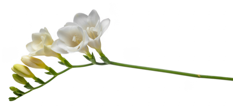 White freesia flowers on a stem green plant isolated on a transparent background - Powered by Adobe