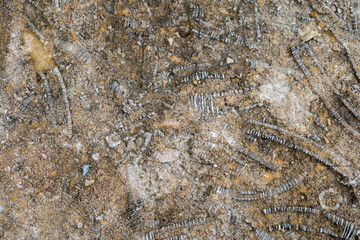 Reef Shallow Water Fauna in Anticosti, Quebec, Canada