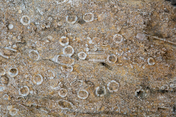 Reef Shallow Water Fauna in Anticosti, Quebec, Canada