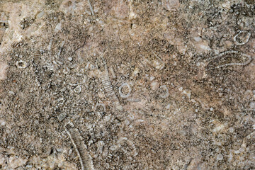 Reef Shallow Water Fauna in Anticosti, Quebec, Canada