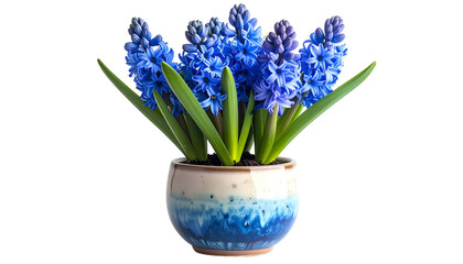 A vibrant pot of blooming hyacinth flowers with intense blue blossoms and green leaves