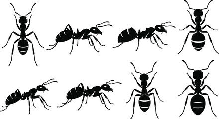 Set of ant silhouettes, black insect icons in top and side views, colony of garden pests, worker ant shapes, nature wildlife vector illustration, bug. © MDMOSTAKIM