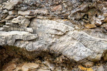 Reef Shallow Water Fauna in Anticosti, Quebec, Canada