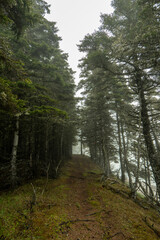 Pine Forest on a Cloudy Day near the Chicotte River in Anticosti, Quebec, Canada