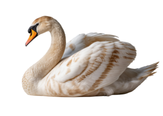 A swan sitting on the ground with its feathers spread isolated on transparent background