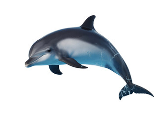 Obraz premium Dolphin jumping isolated on transparent background