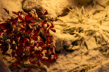 雪化粧の赤い葉