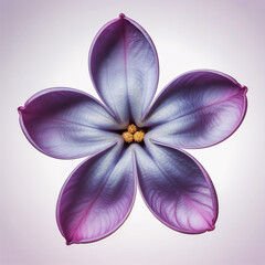 Fototapeta premium Symmetrical macro photograph revealing the intricate beauty of a purple flower's five petals