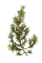 Yew leaf sprig used in traditional herbal medicine on white background. Natural remedy for pain relief, immune system support, is anti-inflammatory.