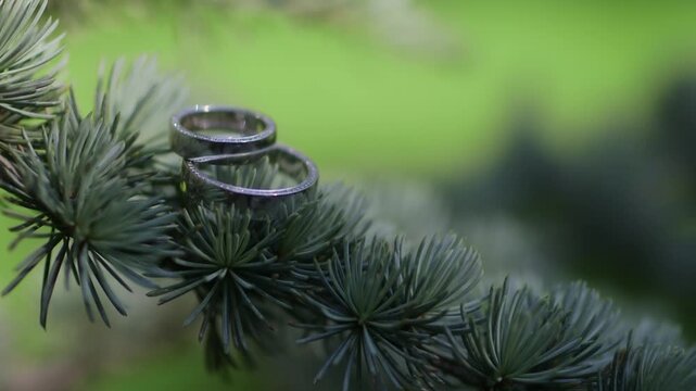 wedding rings on a Christmas tree branch
