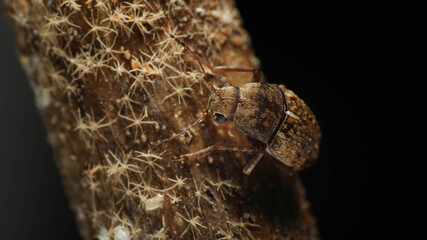 Super macro photo of a tiny coffee bean weevil on the dead branch background. Insect pests concept.