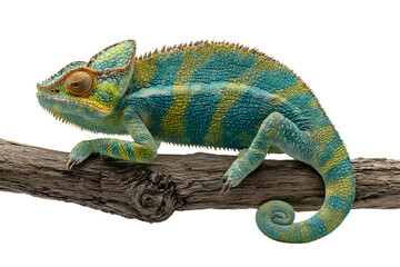 Chameleon perched on branch isolated on white background