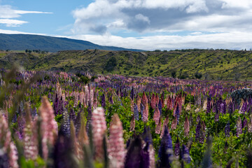 Field of Colorful Lupine Flowers Blooming in Mountain Valley, Blooming Lupines in Rural Countryside Meadow at Daytime