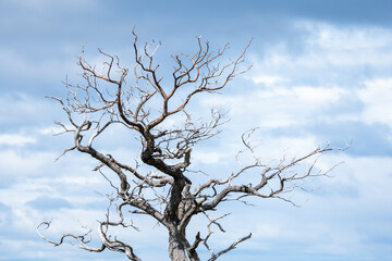 Dead Gnarled Tree Branches Against a Cloudy Overcast Sky