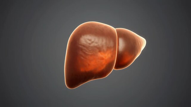 3D Human Liver Anatomy Rotation - Medical Visualization