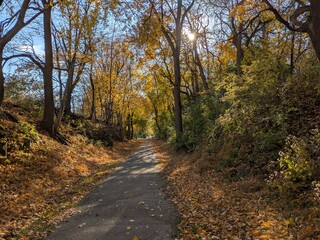 Fototapeta premium path in autumn forest