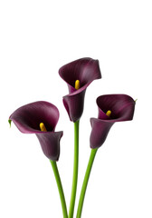 Three elegant deep purple calla lilies, vibrant yellow spadices, green stems, against a transparent studio background with copy space, soft natural light, concept of sophisticated purity