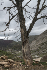 Verkohlter Baum in den Abruzzen