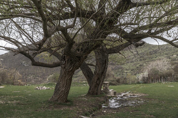 zwei B&auml;ume ineinander verschlungen