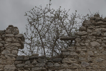 Verfallene Mauer mit bl&uuml;hendem Baum