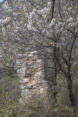 Bl&uuml;hender Baum mit Mauerrest einer Ruine