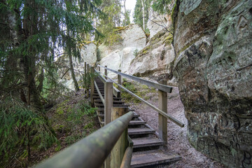 stairway to the forest