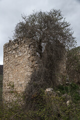 Baum in einer Ruine