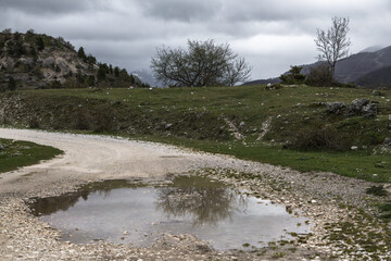 Wasserlache und Baum vor Wolkenhimmel