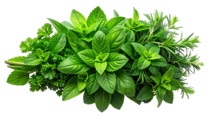 A vibrant selection of fresh green herbs, displayed on a stark black background