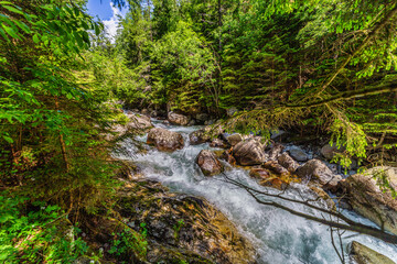 A powerful mountain stream rushing over rocks in a lush green coniferous forest. Crystal clear...