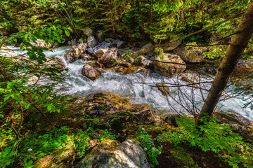A powerful mountain stream rushing over rocks in a lush green coniferous forest. Crystal clear water and sun-drenched trees in the Tatra National Park, Slovakia.