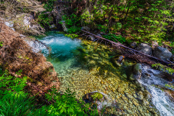 A top-down view of a pristine mountain stream pool with transparent water revealing a rocky bottom. Surrounded by a wild forest and fallen trees in the Tatra National Park, Slovakia.