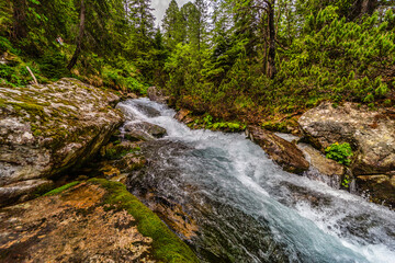 A powerful mountain stream rushing over rocks in a lush green coniferous forest. Crystal clear water and sun-drenched trees in the Tatra National Park, Slovakia.