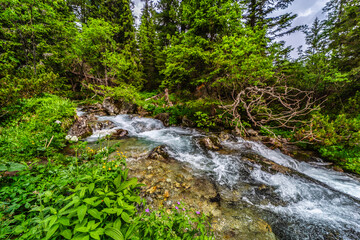 Obraz premium A powerful mountain stream rushing over rocks in a lush green coniferous forest. Crystal clear water and sun-drenched trees in the Tatra National Park, Slovakia.