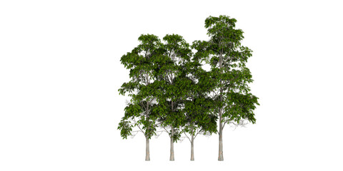 Row of Five Green Trees with Varying Heights on White Background