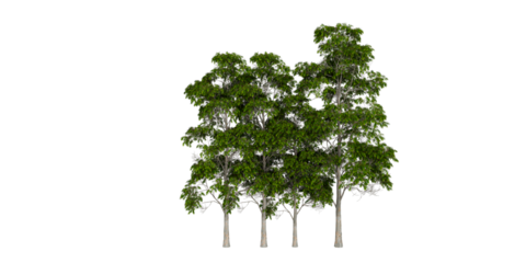 Row of Five Green Trees with Varying Heights on White Background